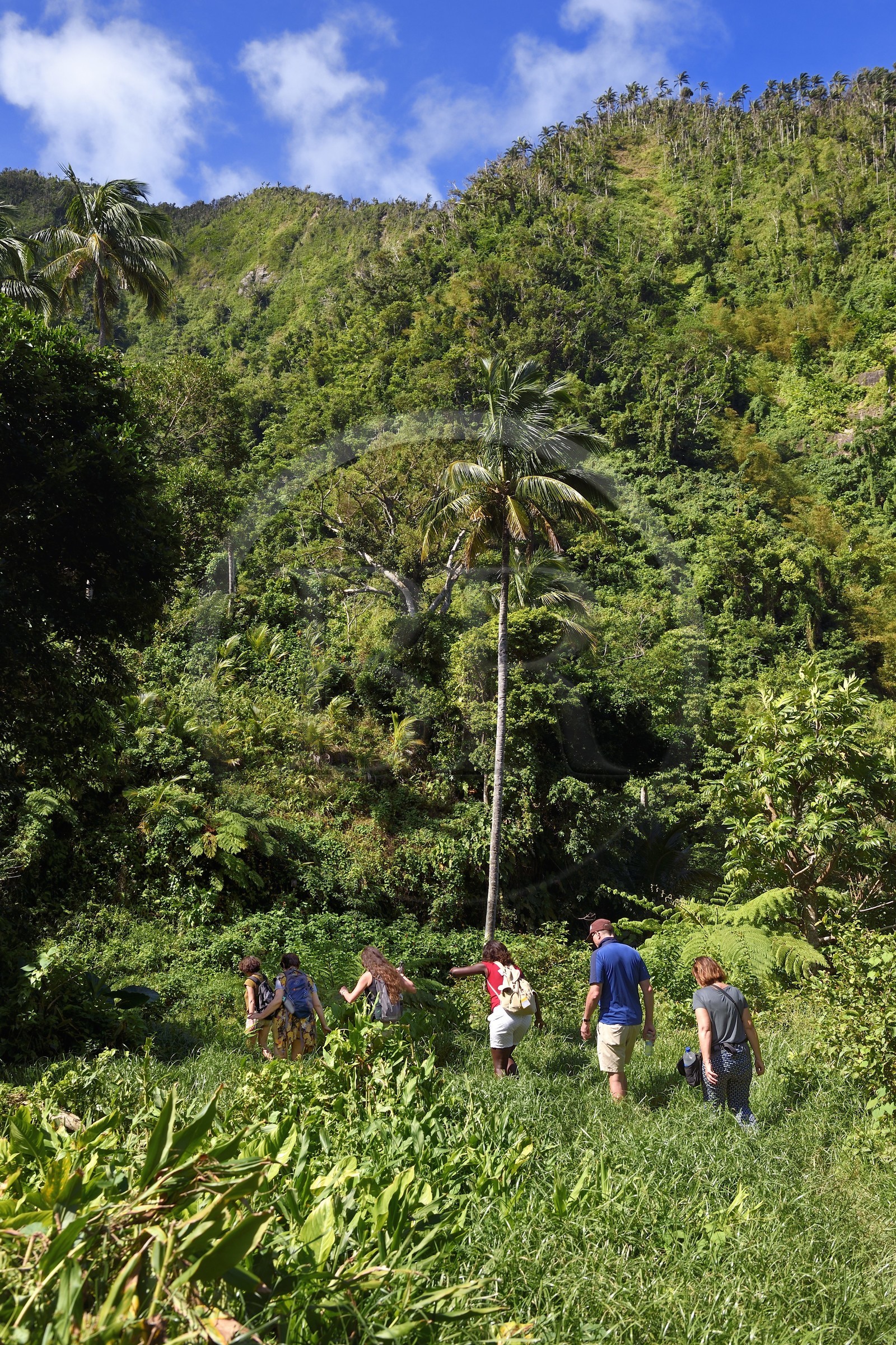 Caraïbes, Ile de la Dominique, randonneurs sur le segment 13 du Waitukubuli National Trail dans le nord de l'île entre Pennville et Capuchin