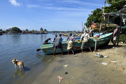 Sri Lanka, Western Province, Negombo, return of the fishermen after the morning fishing
