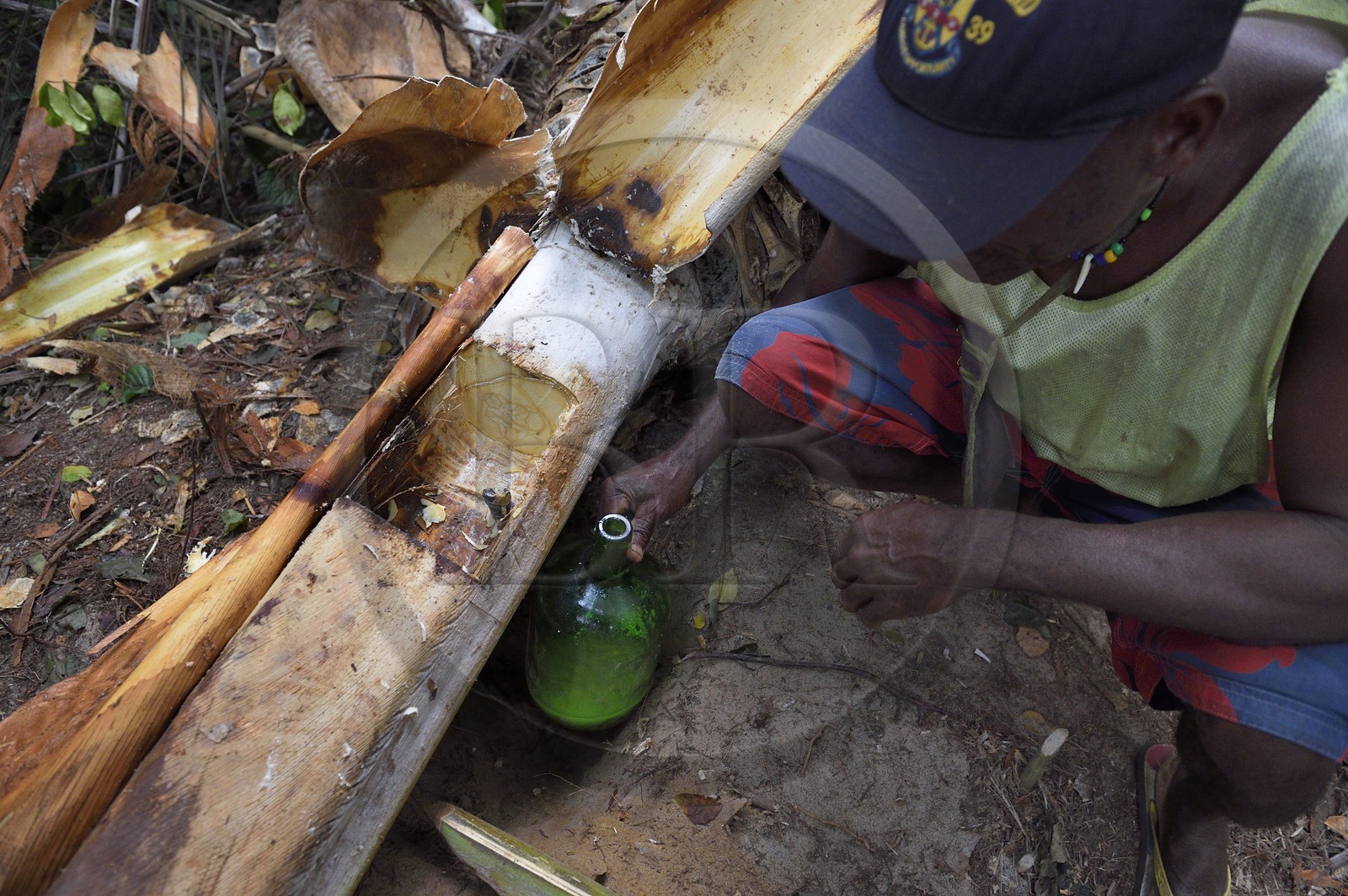 Gabon, province de Ogooué- Maritime, Omboué, région du Loango, producteur de vin de palme, récupération du jus de palme directement dans le tronc