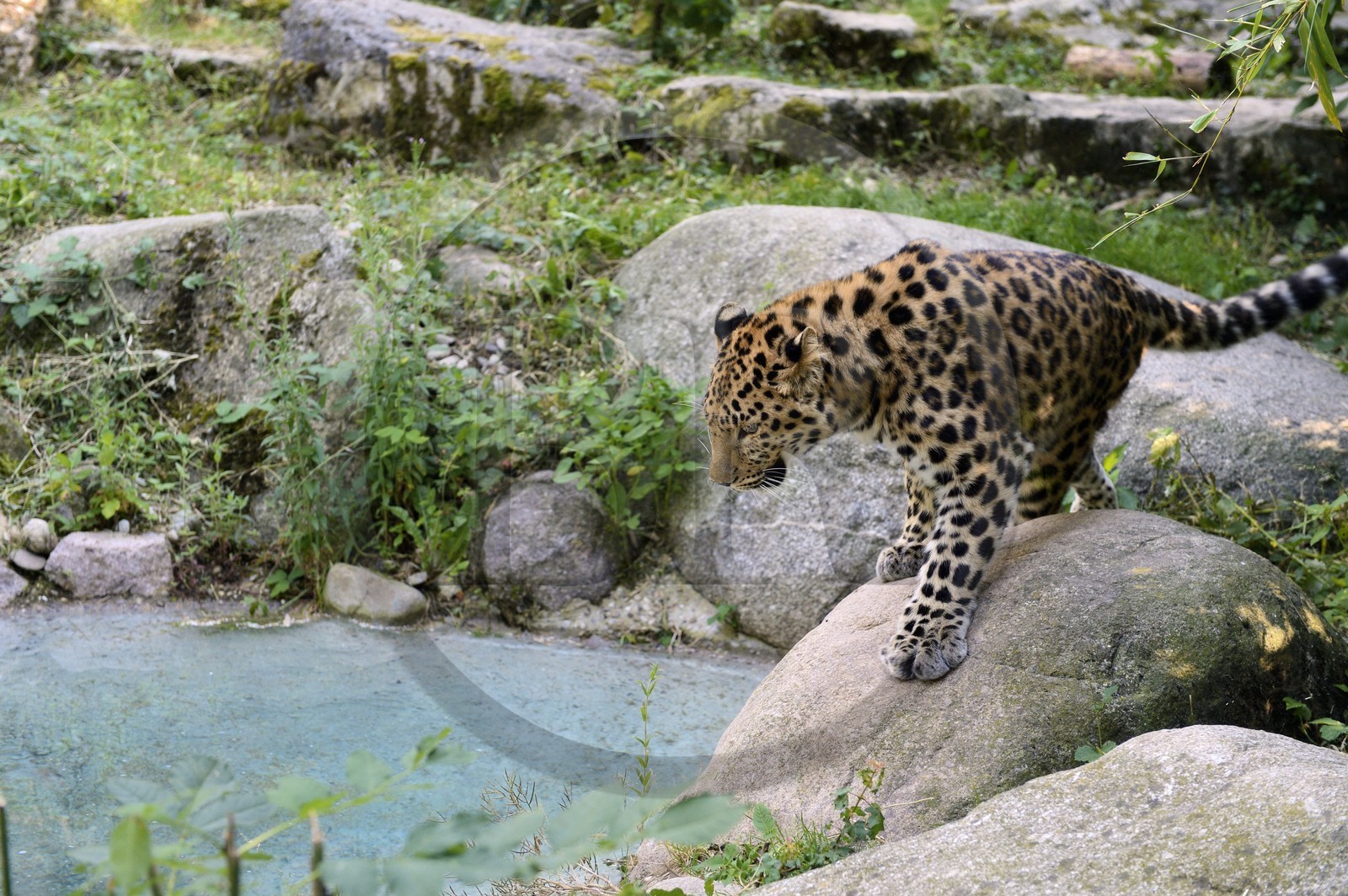 France, Haut Rhin, Mulhouse, botanical and zoological park, Amur leopard (Panthera pardus orientalis)