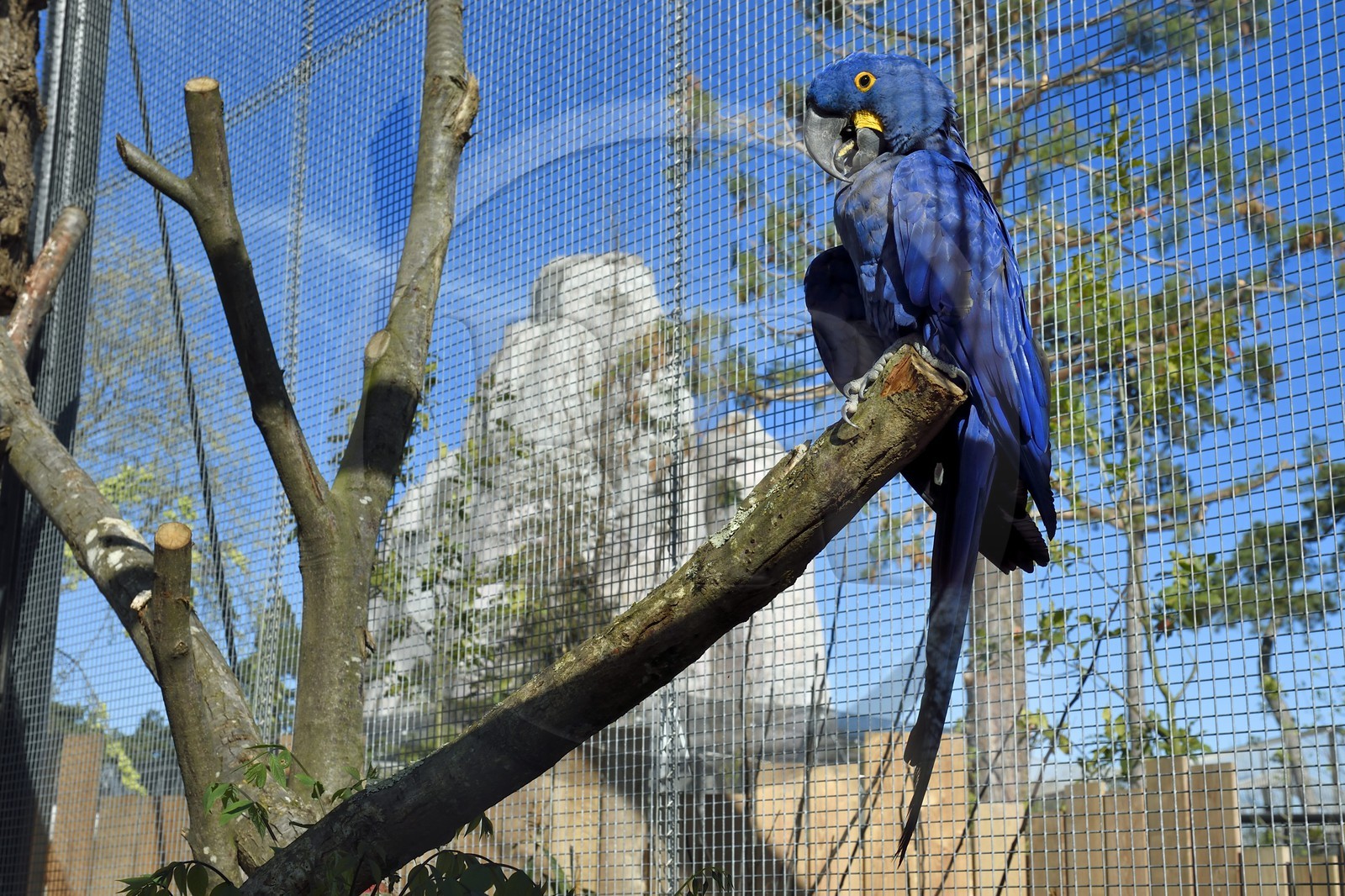France, Paris (75), Le Parc zoologique de Paris (Zoo de Vincennes), Ara hyacinthe (Anodorhynchus hyacinthinus) dans la biozone Guyane, en arrière plan le Grand Rocher qui est l’emblème du zoo depuis 1934
