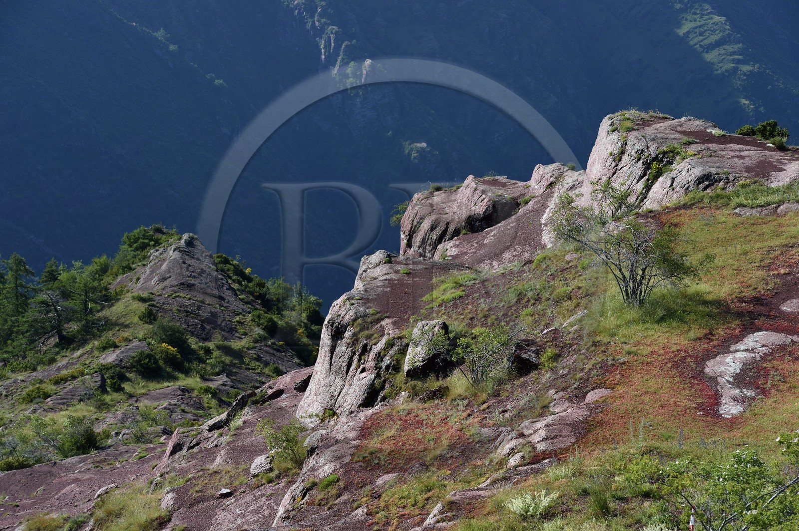 France, Alpes Maritimes, Mercantour Massif, L'Ilion, on the heights of the Gorges of Cians in red lutite soil