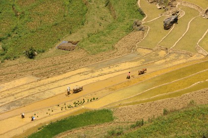 Vietnam, province de Lao Cai, région de Bac Ha, Can Cau, rizières en terrasses
