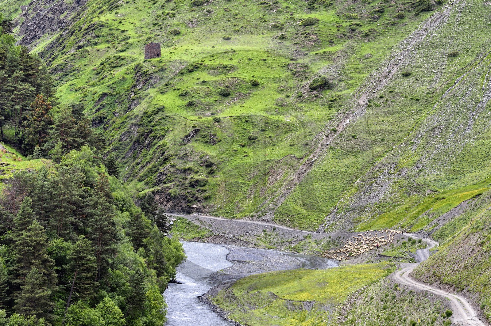 Géorgie, Kakheti, Parc national de Touchétie, vallée de la rivière Alazani dans les montagnes de Pirikiti, berger et son troupeau de moutons