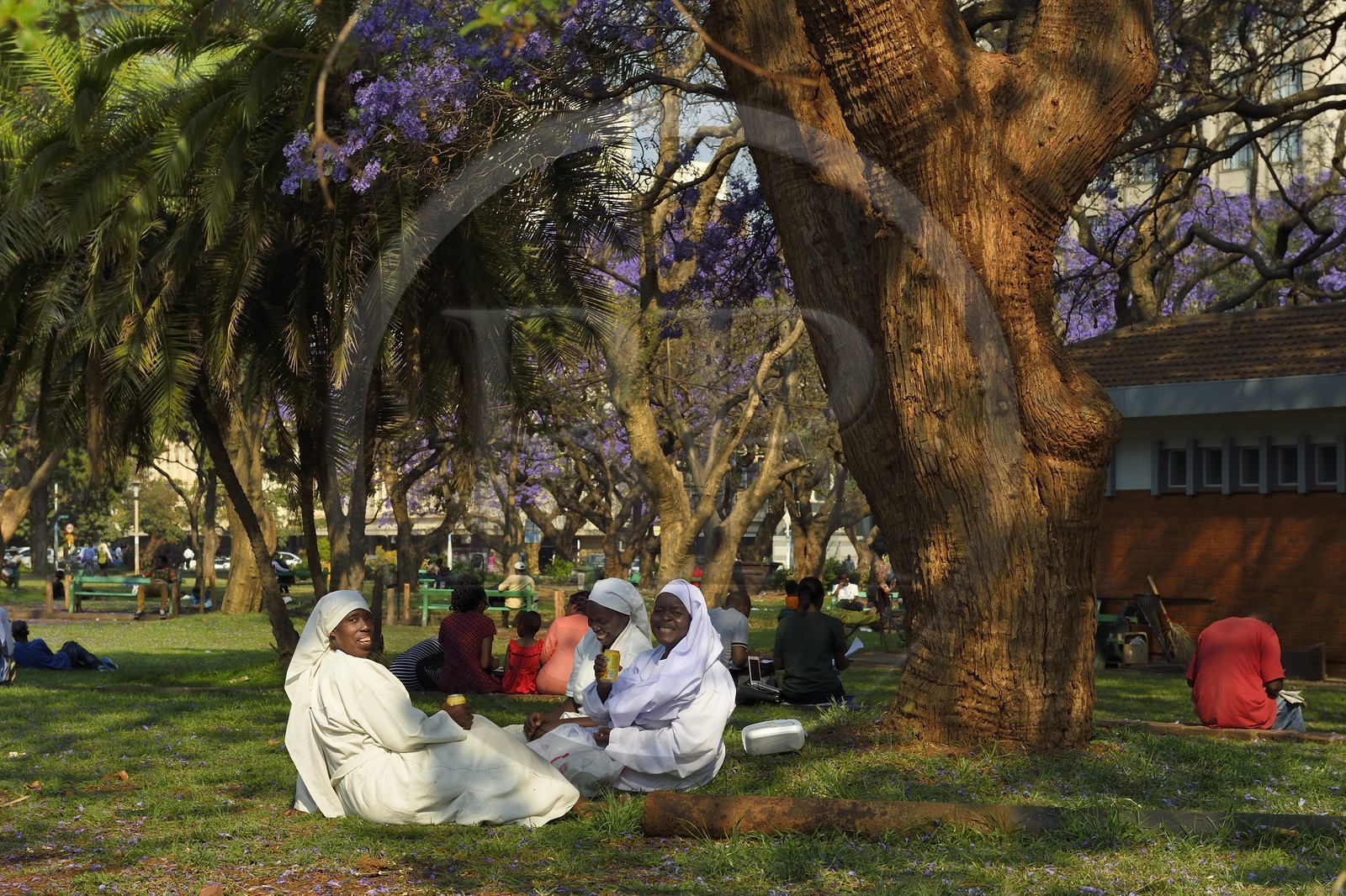 Zimbabwe, Harare, African Unity Square (formerly Cecil Square), nuns sitting under a jacaranda