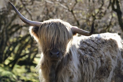 United Kingdom, Scotland, Highland, Inner Hebrides, Isle of Mull, Highland cow