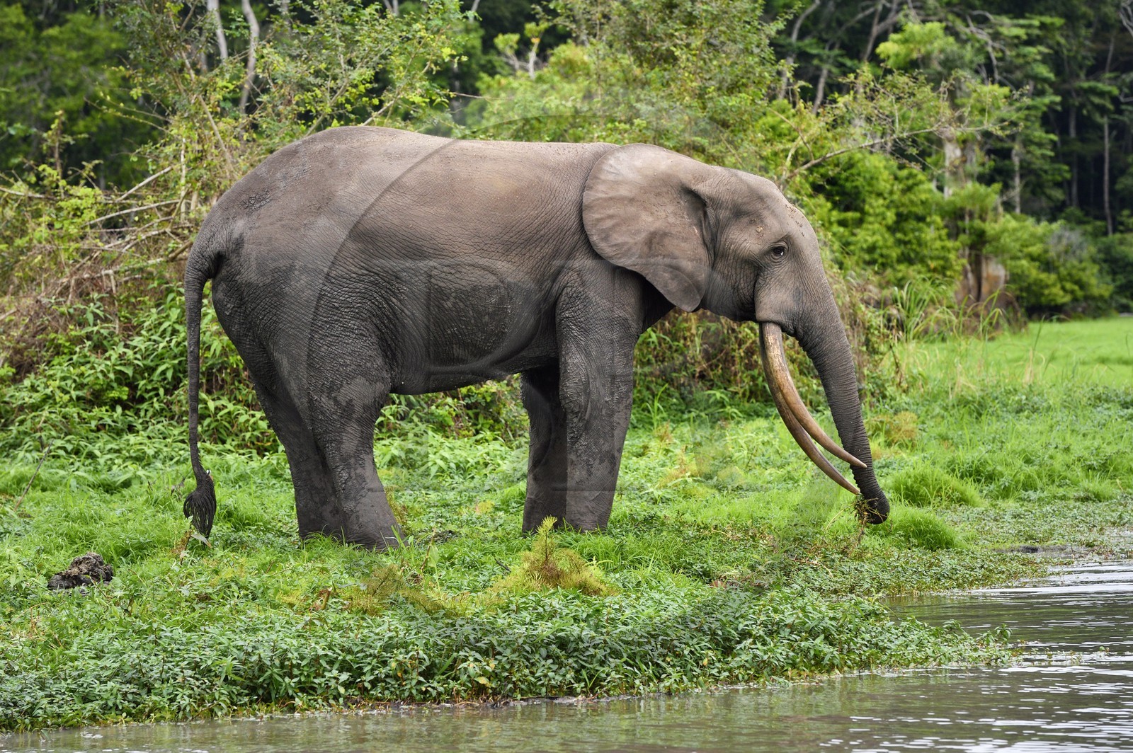 Gabon, province de Ogooué- Maritime, Parc National du Loango, site de Akaka dans la lagune du Fernan Vaz (Nkomi), éléphant de forêt d'Afrique (Loxodonta cyclotis)