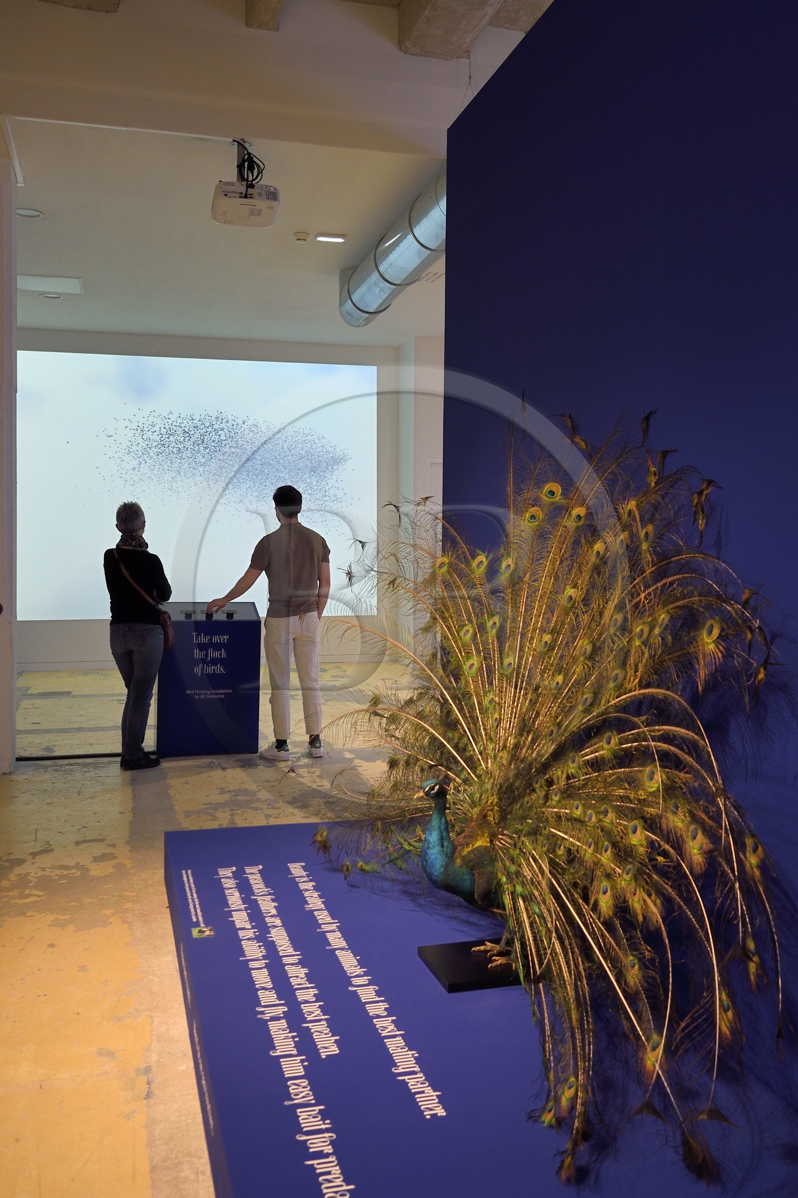 France, Charente (16), Cognac, Fondation d’Entreprise Martell, institution culturelle pluridisciplinaire (art, design et craft, architecture, musique, danse…), exposition Sagmeister & Walsh: Beauty, Nuée d'oiseaux par Jill Fantauzza