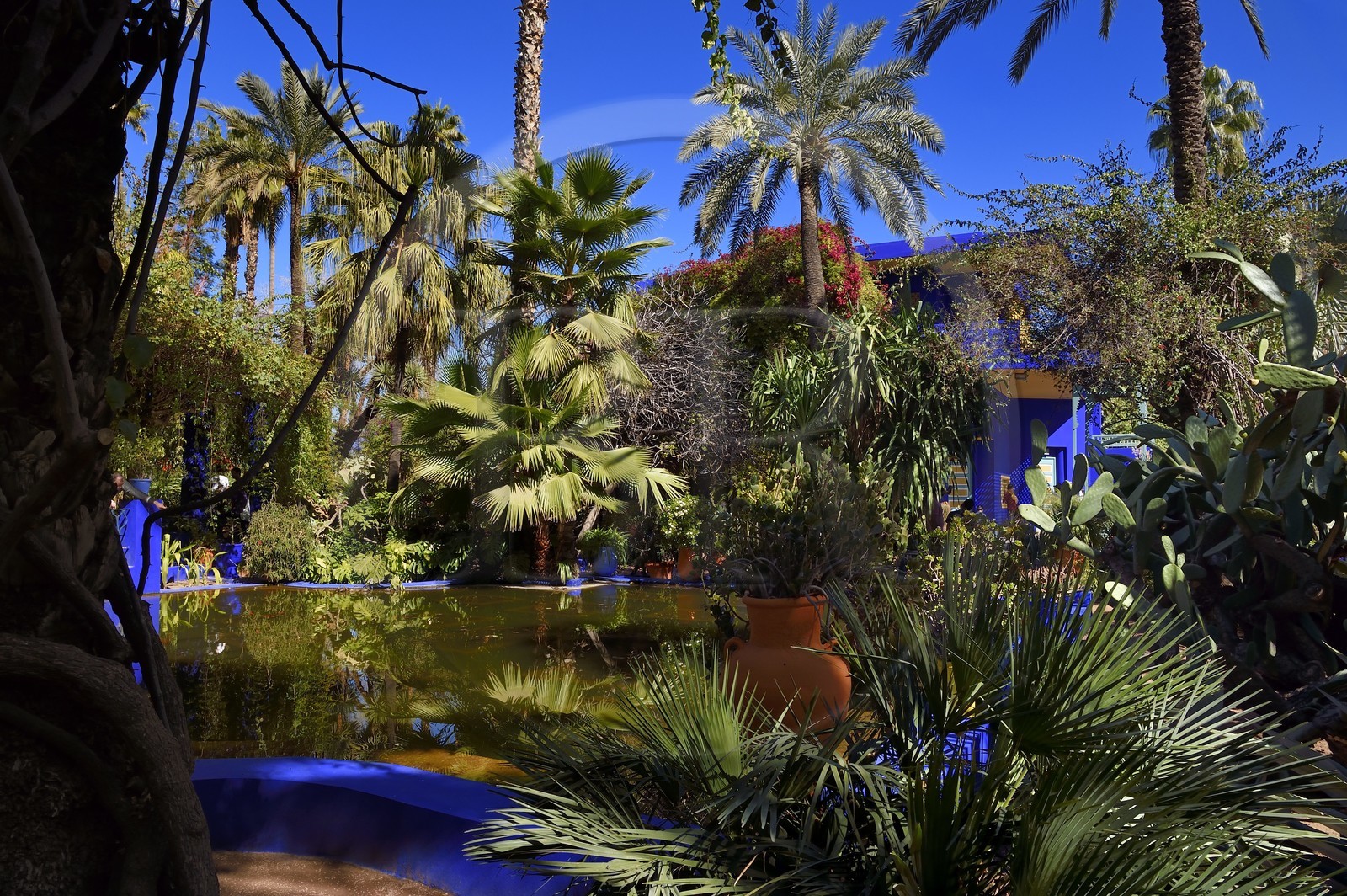 Morocco, High Atlas, Marrakech, Imperial city, Gueliz district, Majorelle Garden founded in 1931 by the French painter Jacques Majorelle in 1980 and bought by Yves Saint Laurent and Pierre Berge