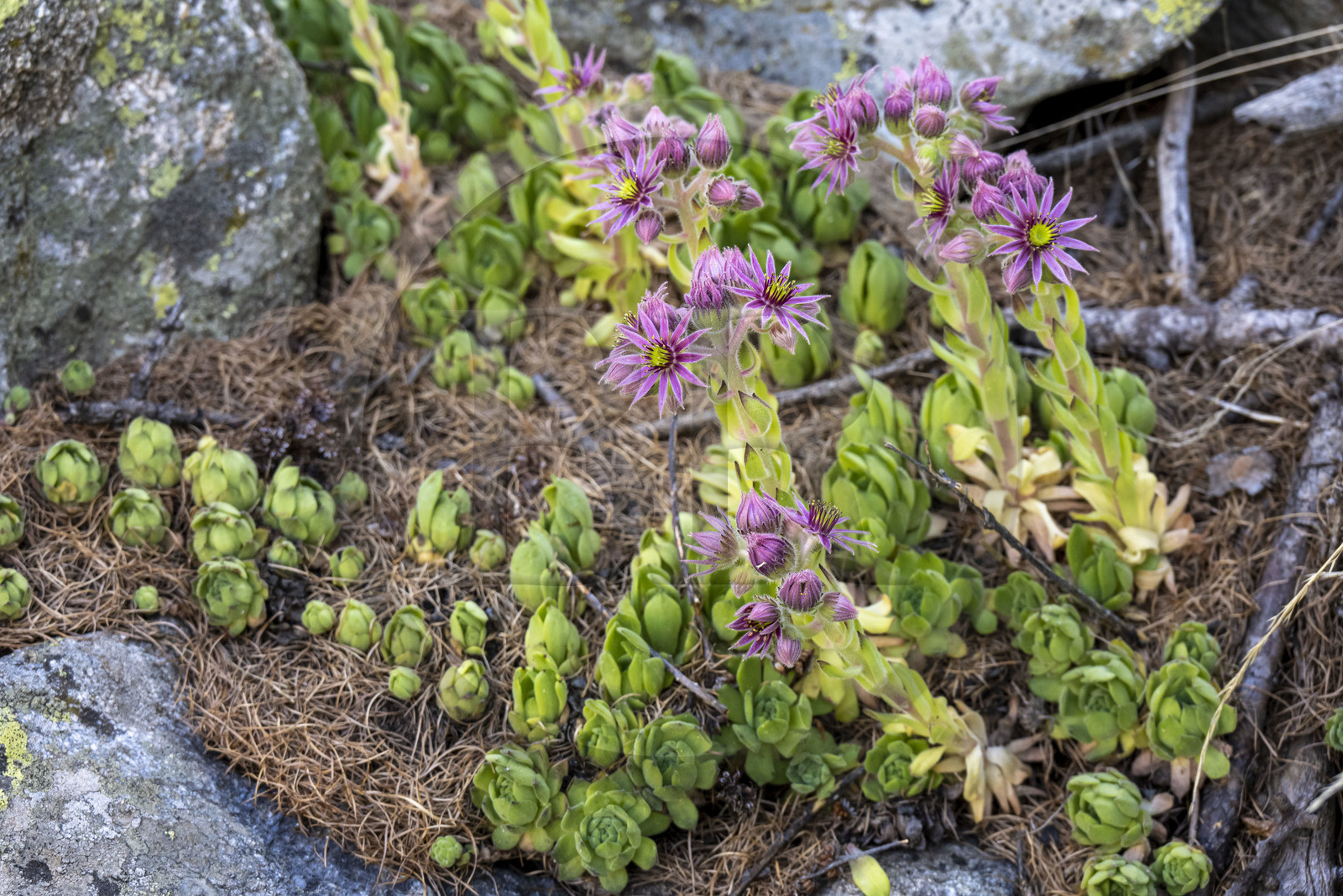 France, Alpes-Maritimes (06), parc national du Mercantour, Haute-Vésubie, Saint-Martin-Vésubie, Val du Haut Boréon, joubarde (Sempervivum tectorum)