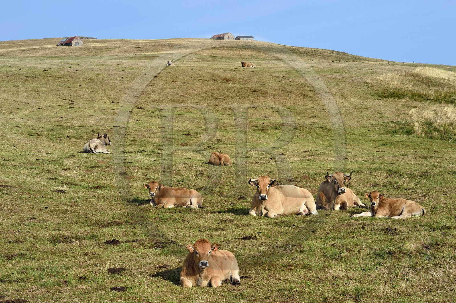 France, Cantal (15), Parc Naturel Régional des Volcans d’Auvergne, col de la Griffoul sur les pentes du Plomb du Cantal, troupeau de vaches de race Aubrac