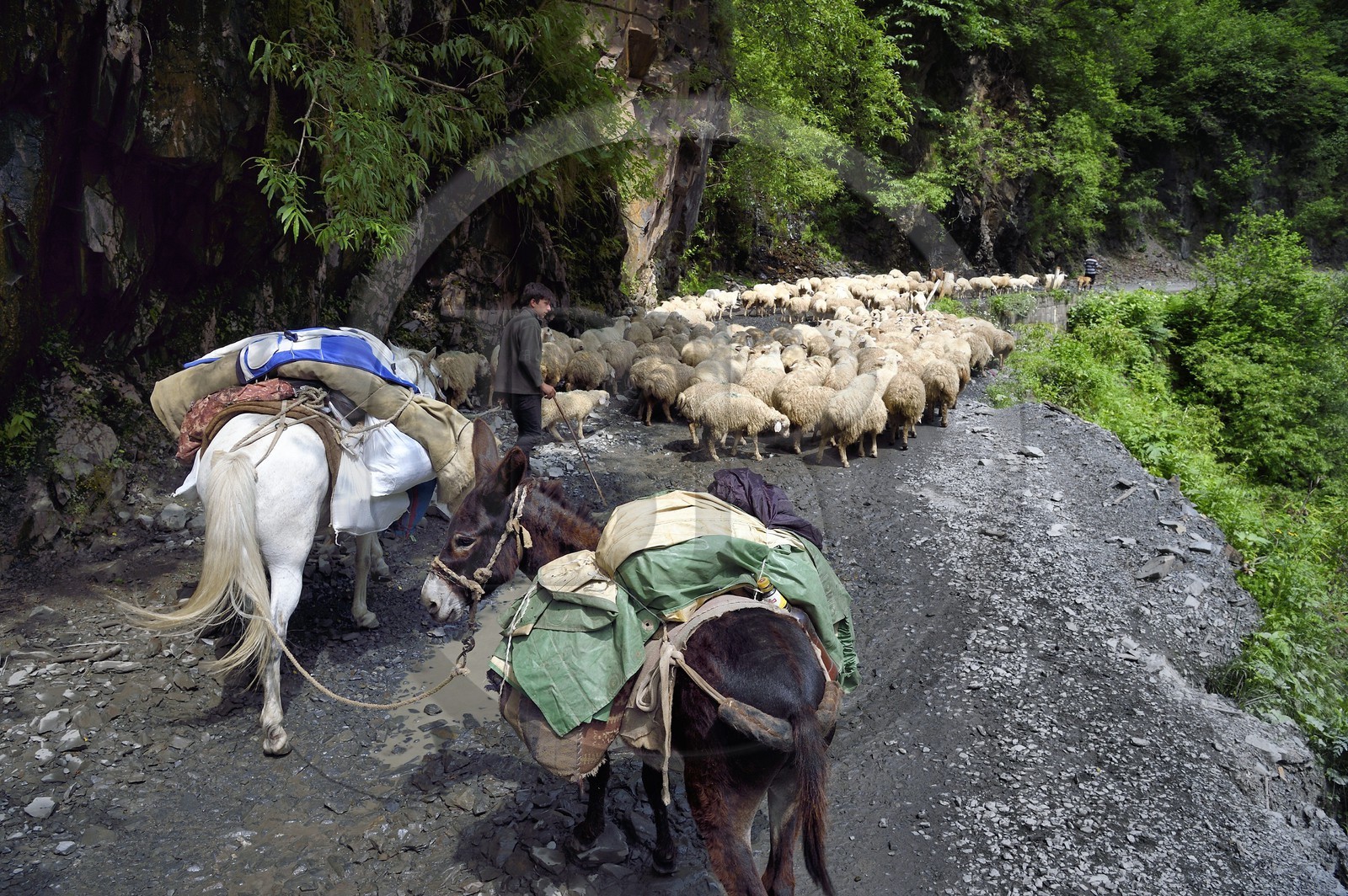 Géorgie, Kakheti, region de Touchétie, transhumance de moutons sur la piste qui relie Telavi à Omalo en passant par le Col d'Abano à 2826 mètres