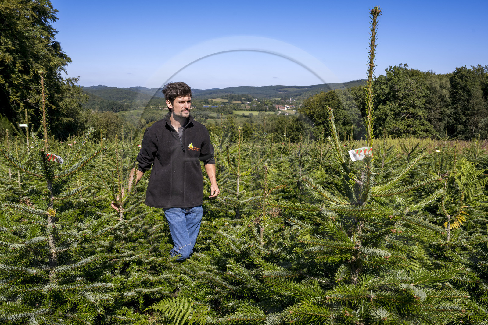 France, Nièvre (58), Parc naturel régional du Morvan, Gouloux, établissement Marchand (scierie, saboterie et boissellerie), Pierre Marchand sur son terrain de production de sapins de Noël de Nordmann et d’épicéas issus d’une production arboricole raisonnée et durablement gérée