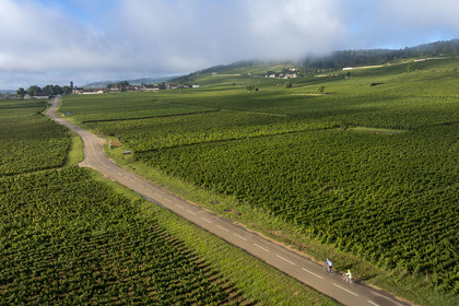 France, Côte-d'Or (21), Paysage culturel des climats de Bourgogne classés Patrimoine Mondial de l'UNESCO, cyclistes sur le Route des Grands Crus, vignoble de la Côte de Nuits à Gevrey-Chambertin