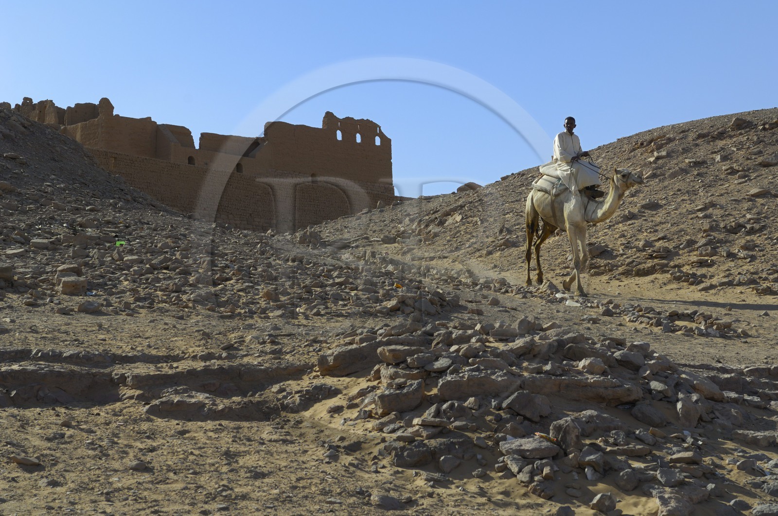 Egypt, Upper Egypt, Nubia, Nile Valley, Aswan, dromedaries in front of the Saint Simeon Monastery on the left bank of Nile River