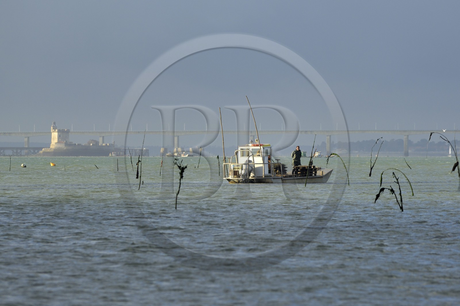 France, Charente-Maritime (17), le bassin Marrennes-Oléron au large de l'Ile d'Oléron, chaland dans les parcs à huîtres