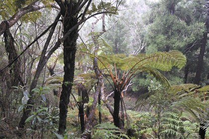 France, île de la Réunion, forêt de Bélouve, fougères arborescentes