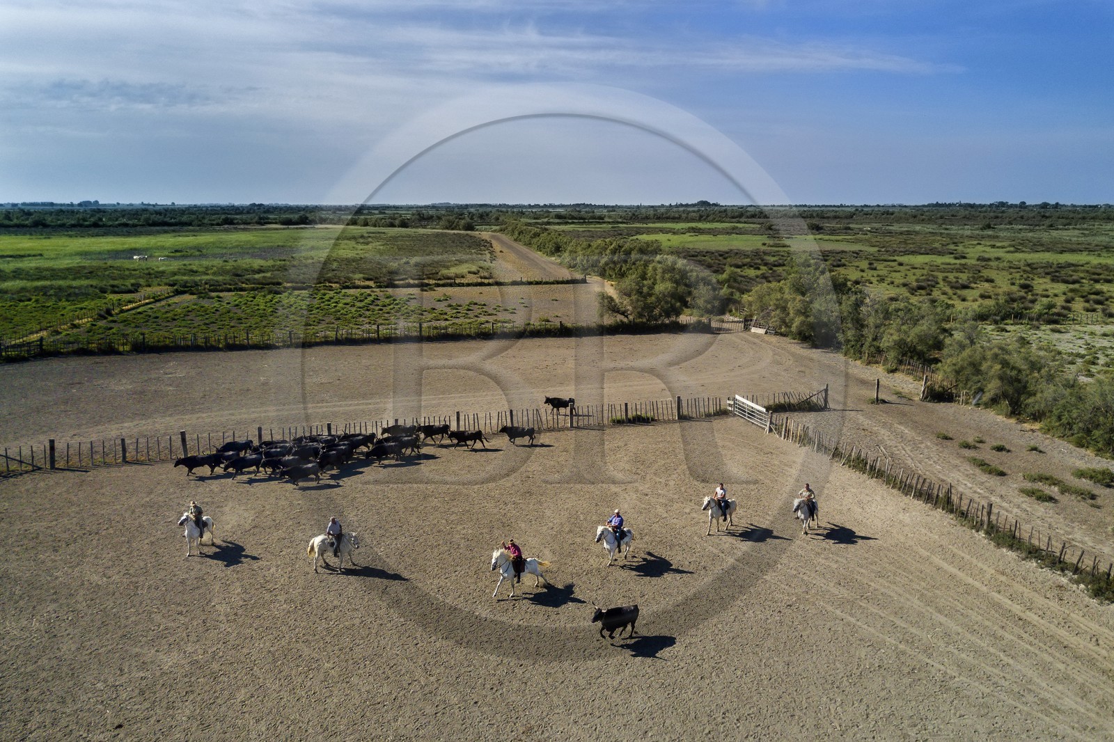 France, Bouches-du-Rhône (13), Parc naturel régional de Camargue, manade Jacques Mailhan, taureau camarguais appellé Raço di Biou, les gardians trient les taureaux (vue aérienne)