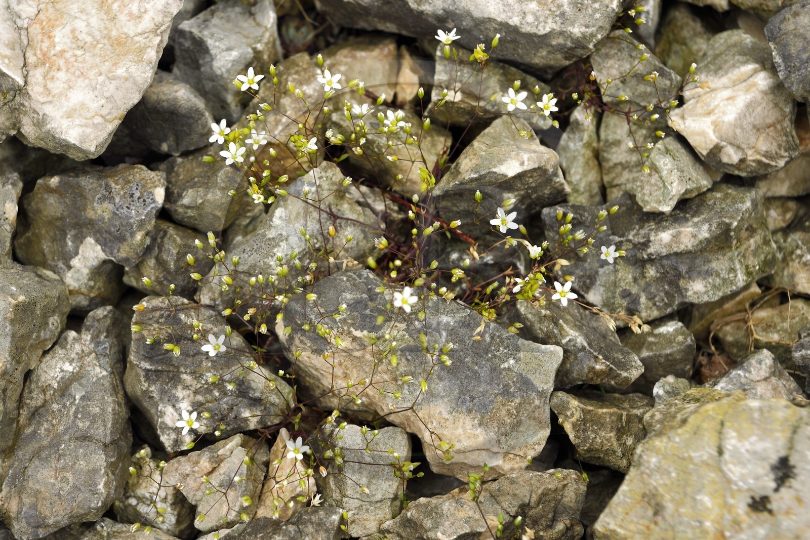 France, Var (83), Plan-d'Aups-Sainte-Baume, parc naturel régional de la Sainte-Baume, Massif de la Sainte-Baume, Sabline de Provence ou Herbe à Gouffé (Arenaria provincialis)