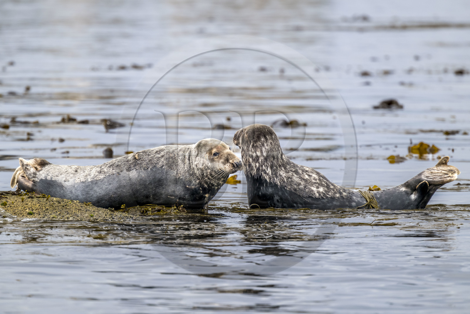 France, Finistère (29), Penmarch, archipel des Étocs, phoque gris (halichoerus grypus)