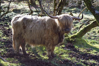 United Kingdom, Scotland, Highland, Inner Hebrides, Isle of Mull, Highland cow