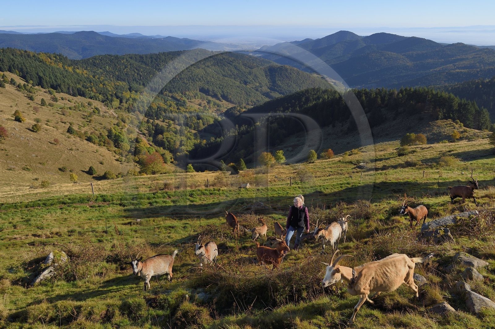 France, Haut Rhin, Wasserbourg, Ferme-auberge (farm-inn) Buchwald, Julie Wehrey with her goats, in the background the Wasserbourg valley