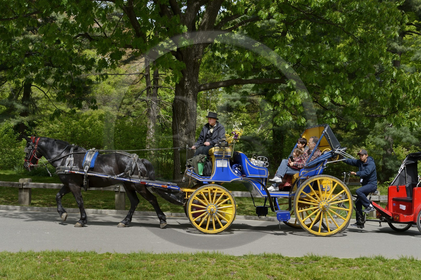 Etats-Unis, New York, Manhattan, Central Park, promenade en calèche