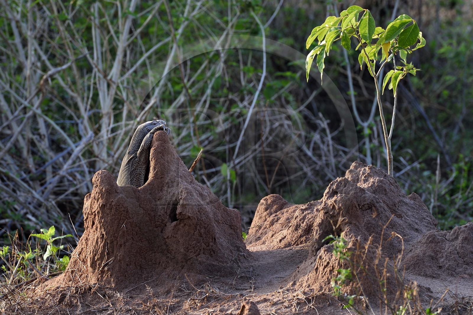 Sri Lanka, province d'Uva, Parc national d'Uda Walawe (Udawalawe National Park), varan du Bengale (Varanus bengalensis) dans une termitière