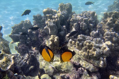 Sultanate of Oman, Governorate of Muscat, Nature Reserve of the Daymaniyat Islands, Coral reef
