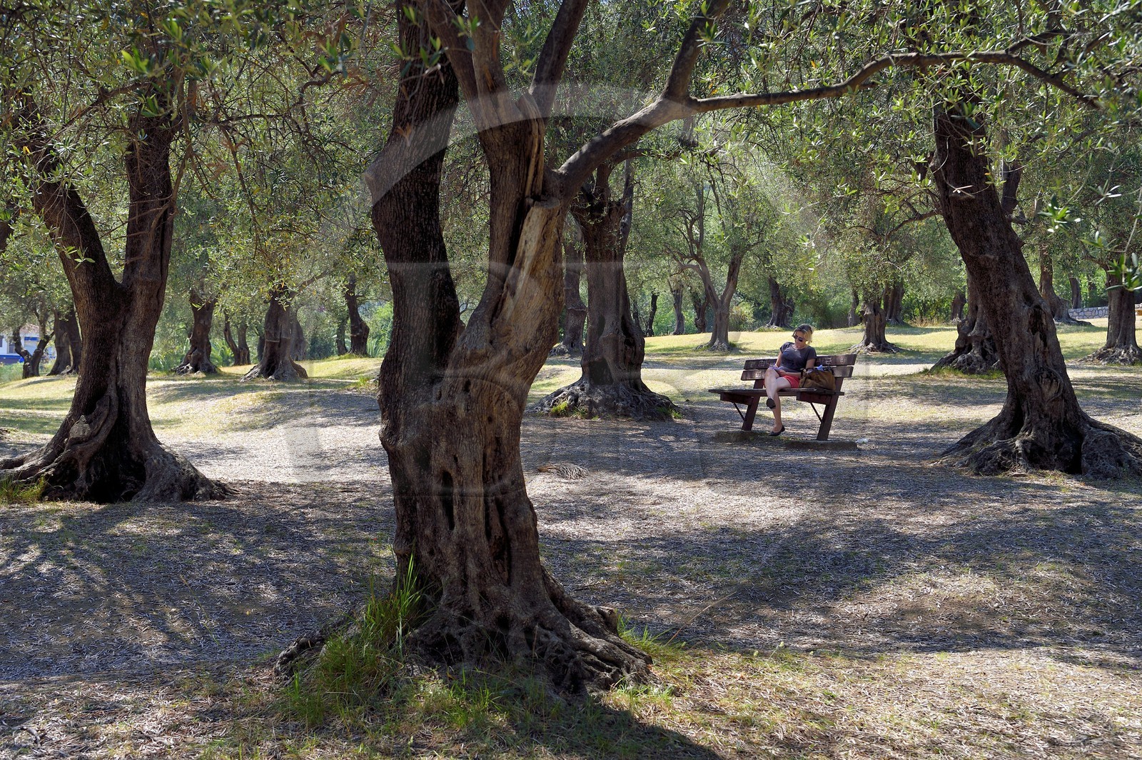 France, Alpes-Maritimes (06), Menton, parc du Pian, oliveraie de trois hectares qui abrite plus de 530 oliviers