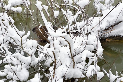 France, Val de Marne, the Marne riverside, Bry sur Marne, coypu also known as the nutria (Myocastor coypus)