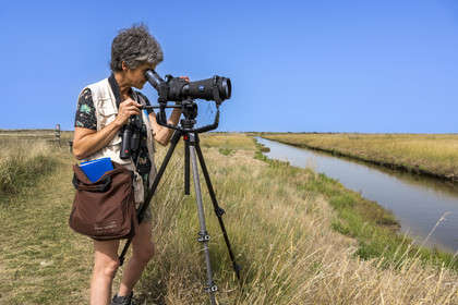 France, Charente-Maritime (17), Saintonge, Saint-Froult, réserve naturelle Moeze-Oléron dans la zone du marais de Brouage, observation ornithologique et visite de la réserve sur les sentiers avec Nathalie Bourret de la LPO