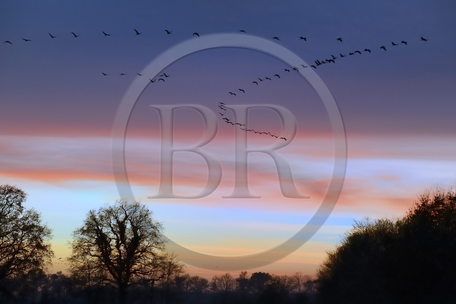 France, Indre (36), le Berry, parc naturel régional de la Brenne, Rosnay, étang de la Mer Rouge, grue cendrée (grus grus), vol au coucher de soleil