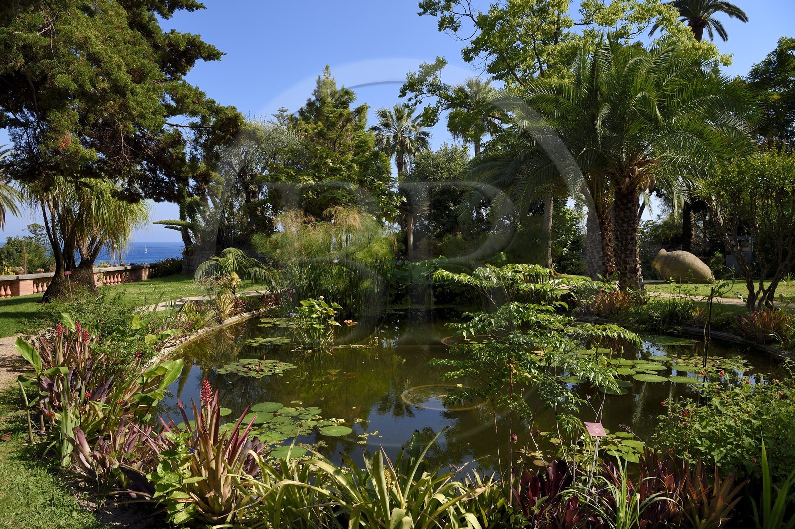 France, Alpes-Maritimes (06), Menton, Jardin botanique exotique du Val Rahmeh, bassin aux nénuphares