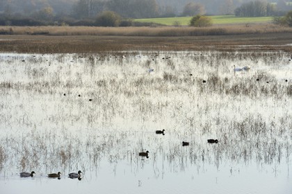 France, Indre (36), le Berry, parc naturel régional de la Brenne, canards et cygnes sur l'étang Purais