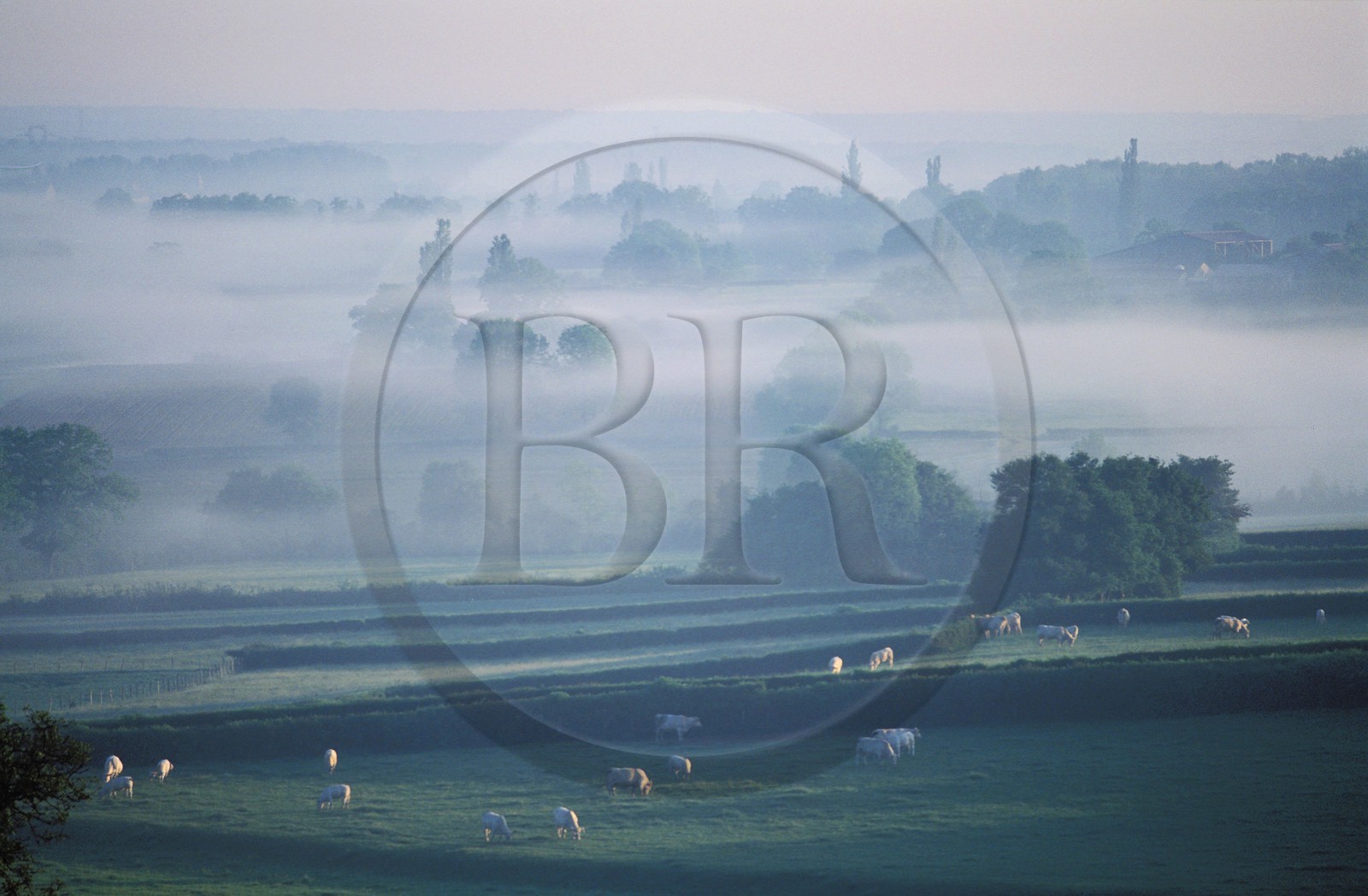 France, Saône-et-Loire (71), Mâconnais au petit matin, paysage de le région de Chapaize