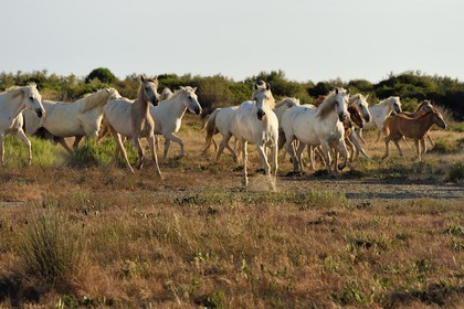 France, Bouches-du-Rhône (13), Parc naturel régional de Camargue, vers l'étang de Malagroy, manade Jacques Mailhan, chevaux de Camargue dans la sansouire