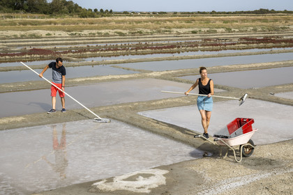 France, Charente-Maritime (17), Port-des-Barques, Ile Madame, la Ferme Aquacole de l'Ile Madame, Jean Philippe et Gaelle Mineau récoltent le sel de leur saline