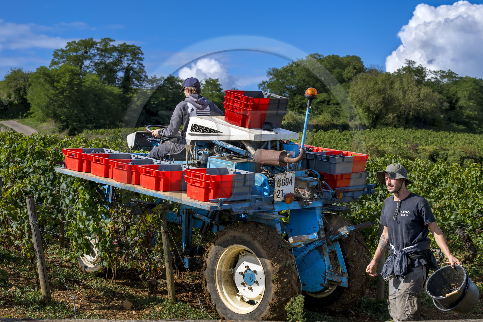 France, Cote d'Or, Climats terroirs of Burgundy listed as World Heritage by UNESCO, Route des Grands Crus, Cote de Beaune vineyard, grape harvest in the Pommard village vineyards, crate carrier to relieve carriers