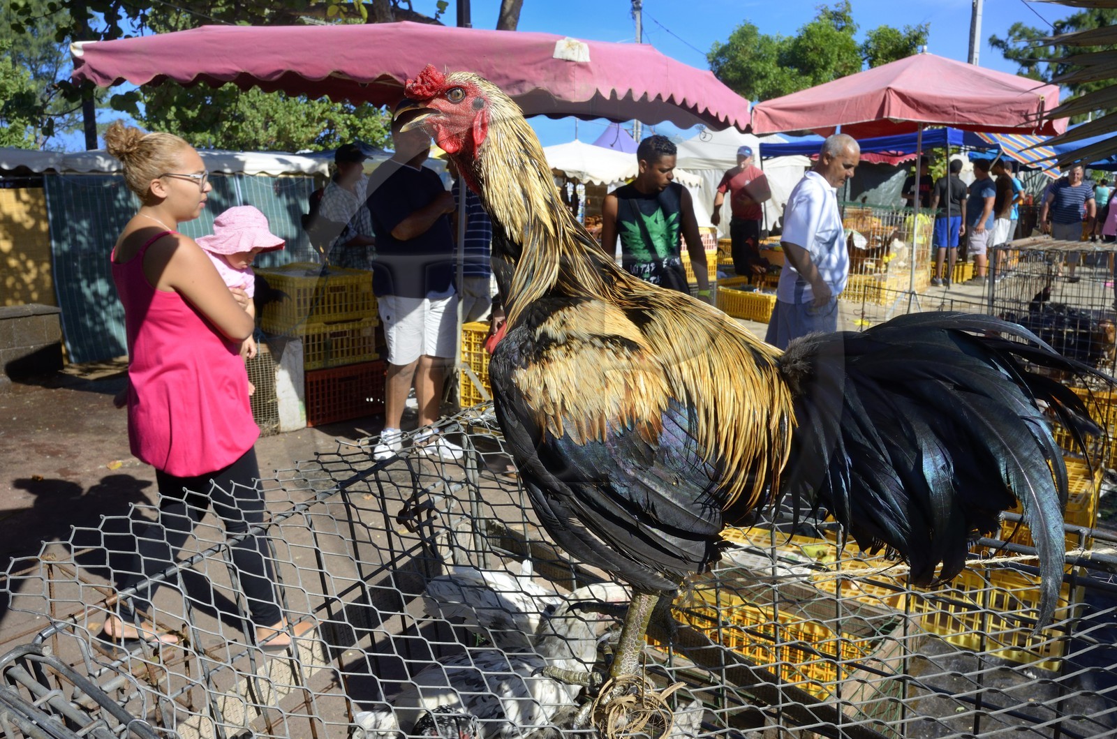 France, Ile de la Reunion, Saint-Pierre, le marché du samedi, les étals de volailles
