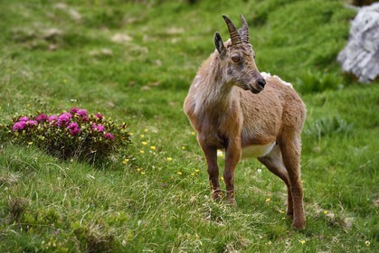 France, Alpes-Maritimes (06), parc national du Mercantour, vallée de la Valmasque, étagne, bouquetin (Capra ibex) femelle des Alpes