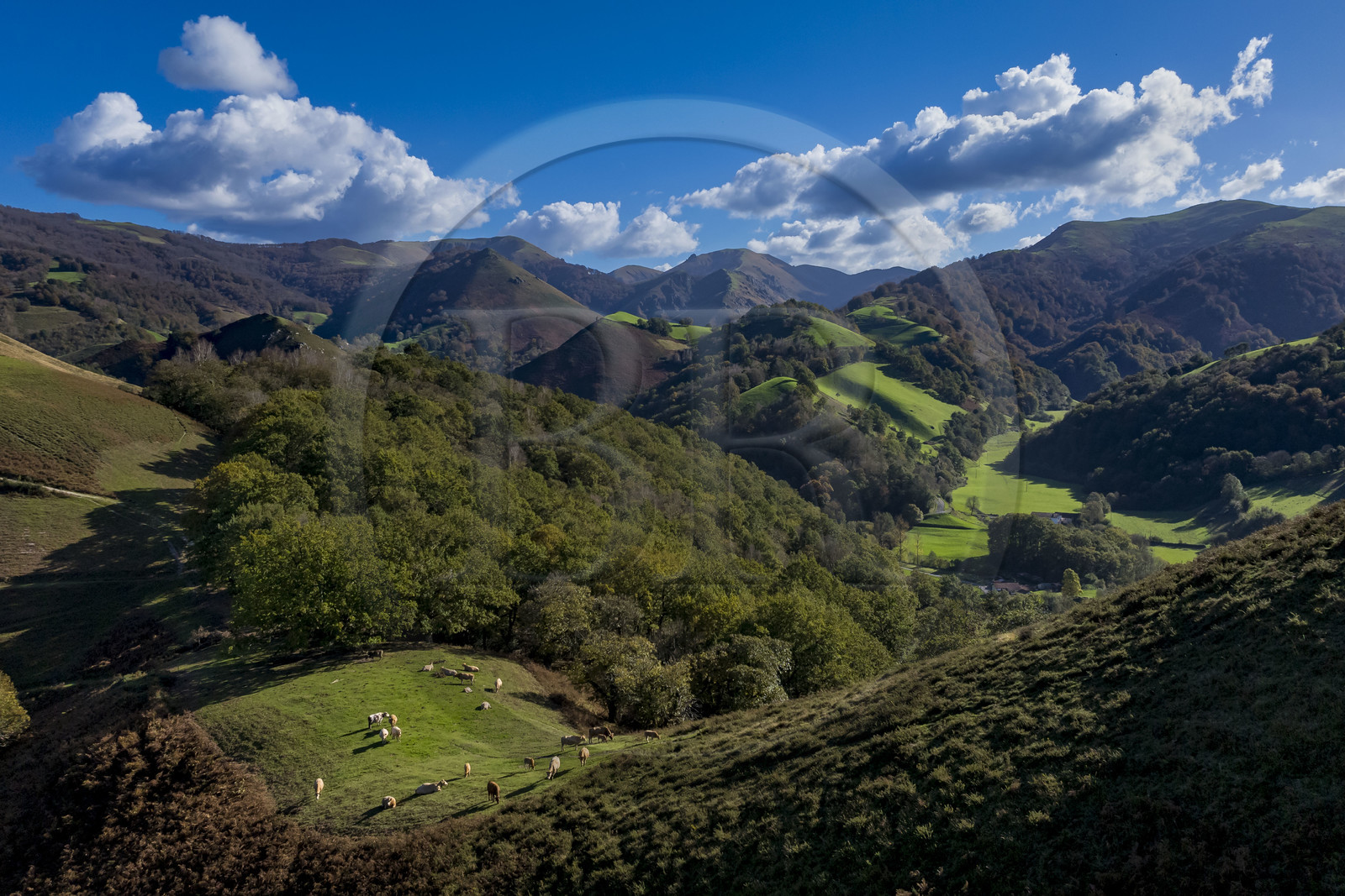France, Pyrénées-Atlantiques (64), Pays-Basque, la vallée des Aldudes, vaches au sommet de la colline d’Elizamendi au dessus d'Urepel, le Kintoa (le pays Quint) au sud de la vallée à cheval de la frontière espagnole en arrière plan (vue aérienne)