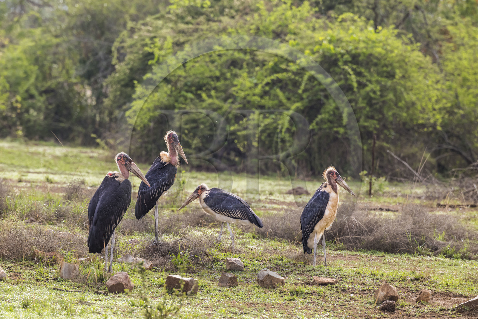 Rwanda, Akagera National Park, marabou stork (Leptoptilos crumenifer)