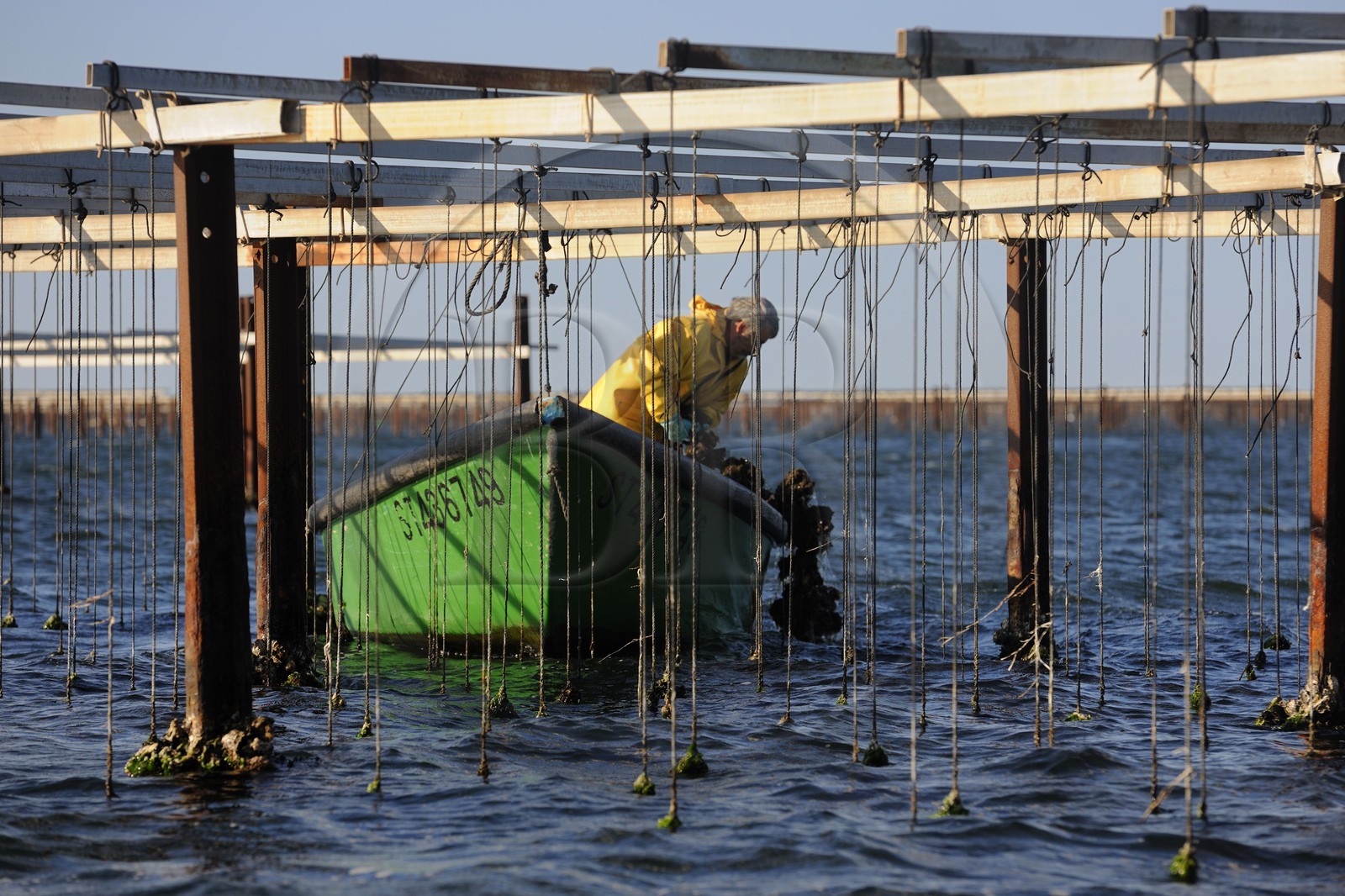 France, Hérault (34), Bouzigues, étang de Thau, l'élevage en suspension sur des cordes dans le parc à huîtres