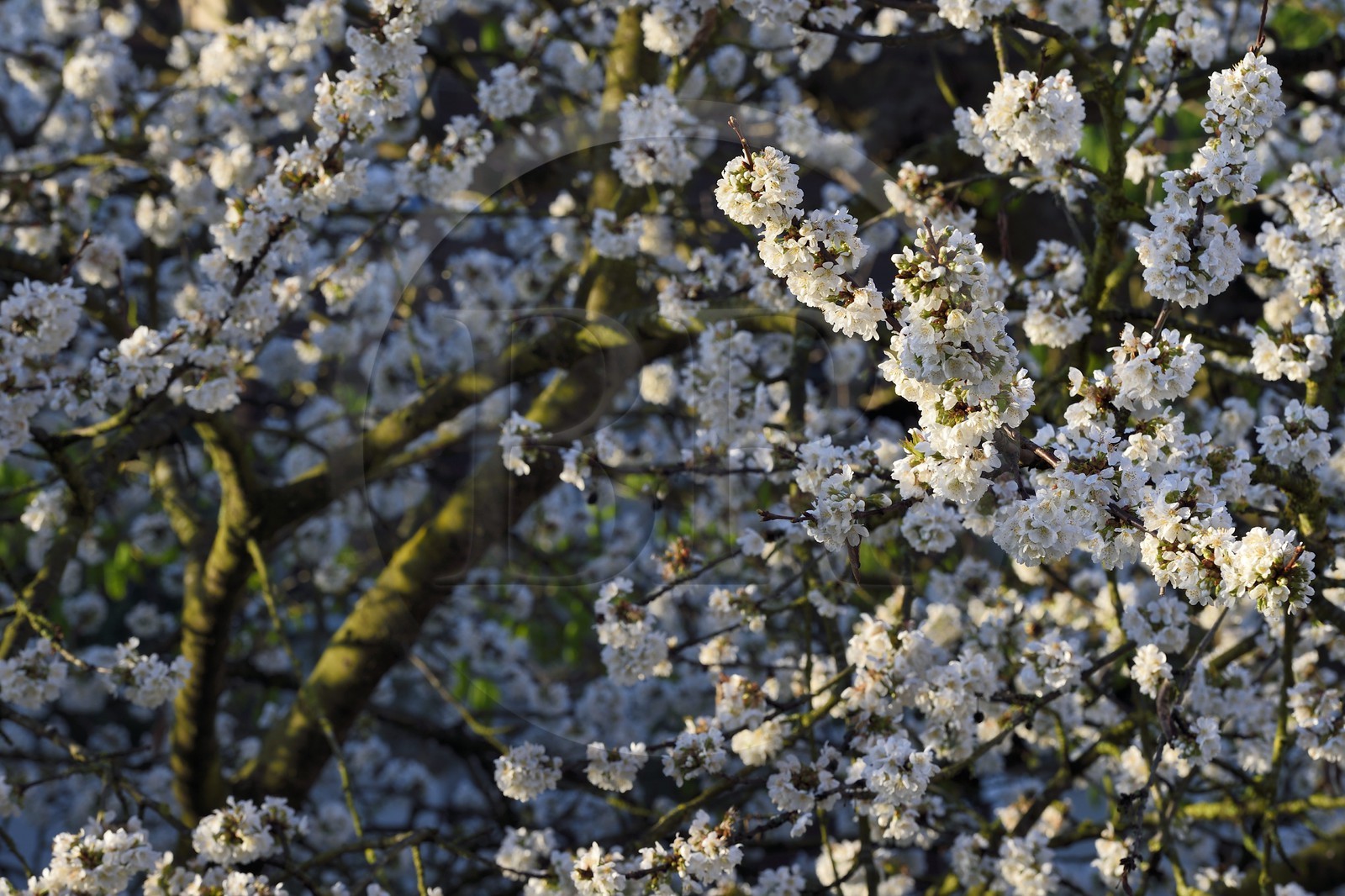 France, Val-de-Marne, Bry-sur-Marne, cherry tree in bloom