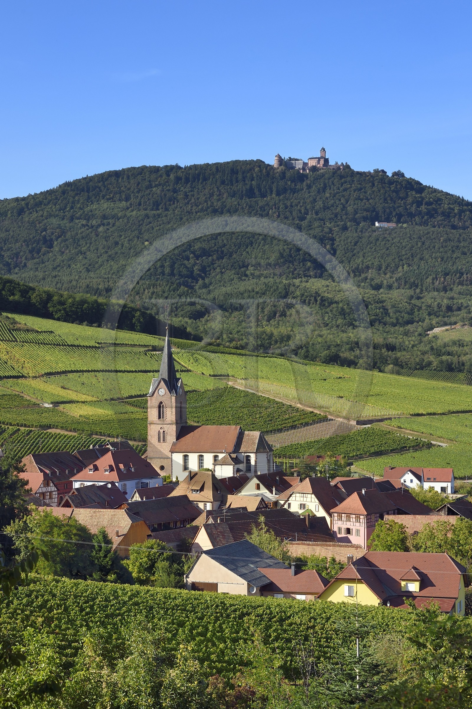 France, Haut-Rhin (68), Route des vins d'Alsace, le village de Rodern entouré de son vignoble et le Chateau du Haut-Koenigsbourg en arrière plan