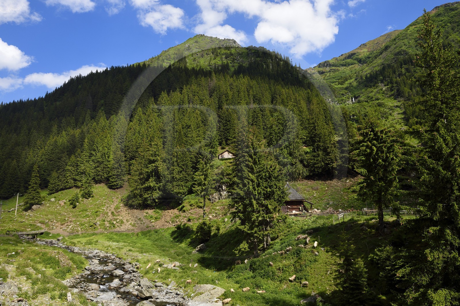 Roumanie, Valachie, Muntenie, Comté de Arges, les monts Fagaras le long de la Route Transfagarasan dans les Carpates du Sud