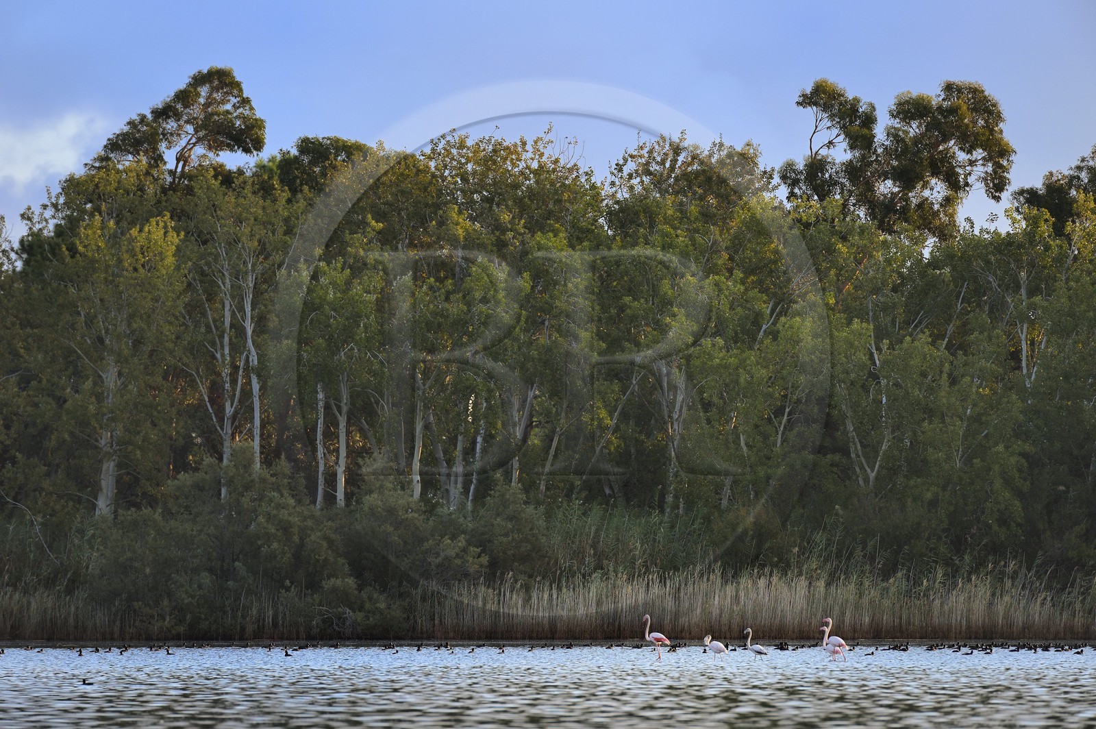 France, Haute-Corse (2B), l'étang de Biguglia (stagnu di Chjurlinu), réserve naturelle de Corse (RNC), Flamants roses (Phoenicopterus roseus) et foulques macroules (Fulica atra)