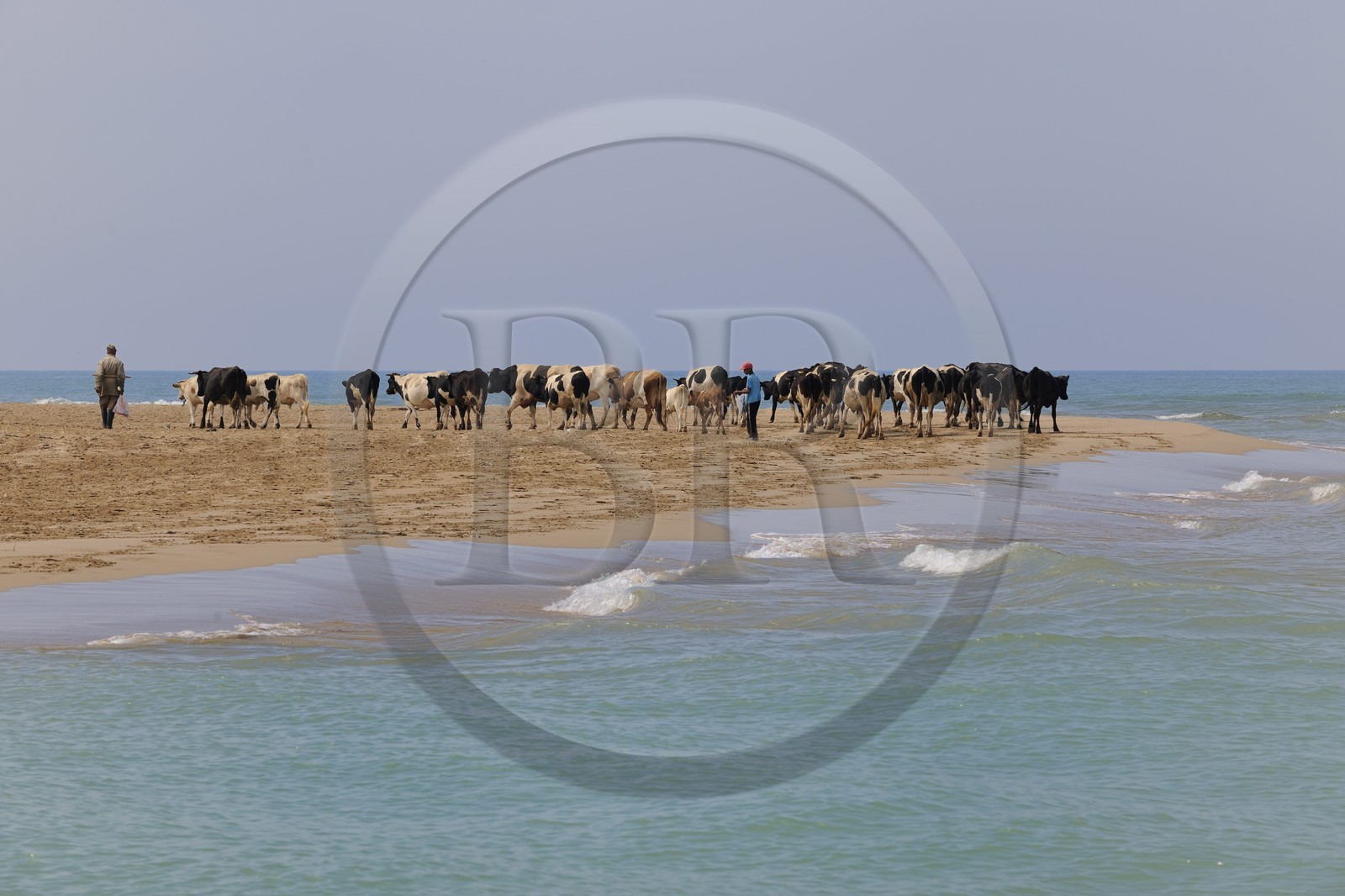 Maroc, région de l'Oriental, troupeau de vaches longeant la mer