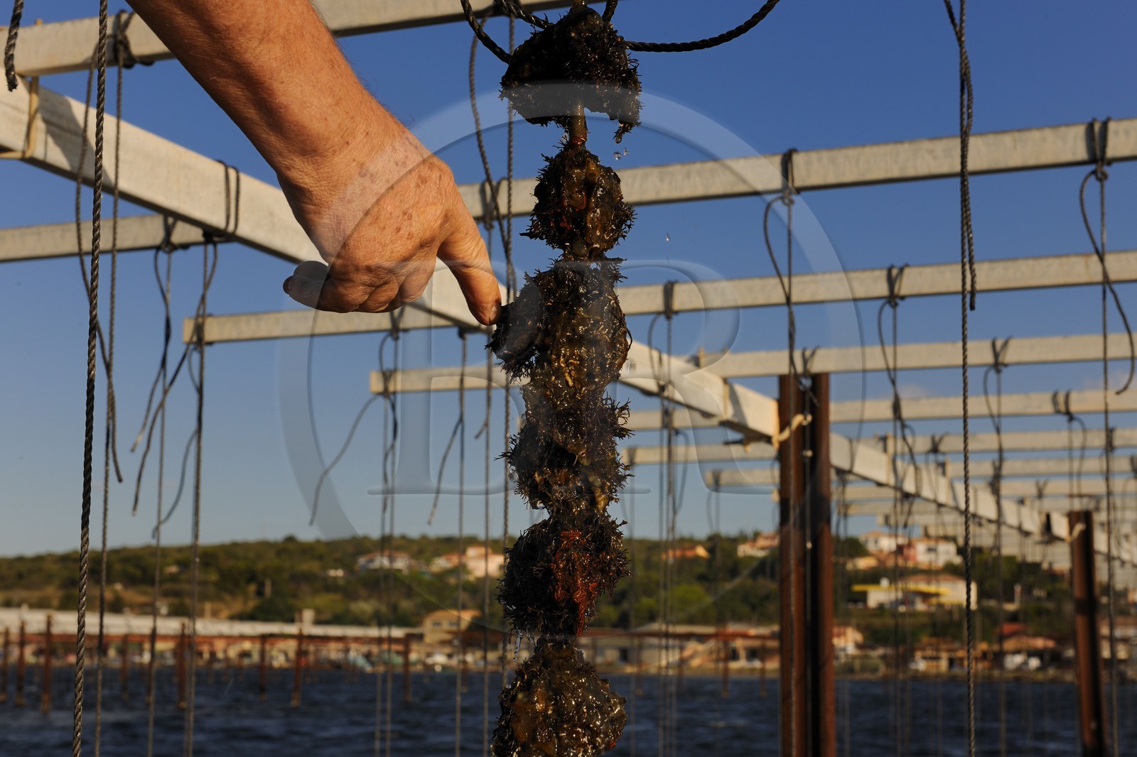 France, Hérault (34), Bouzigues, étang de Thau, l'élevage en suspension sur des cordes dans le parc à huîtres